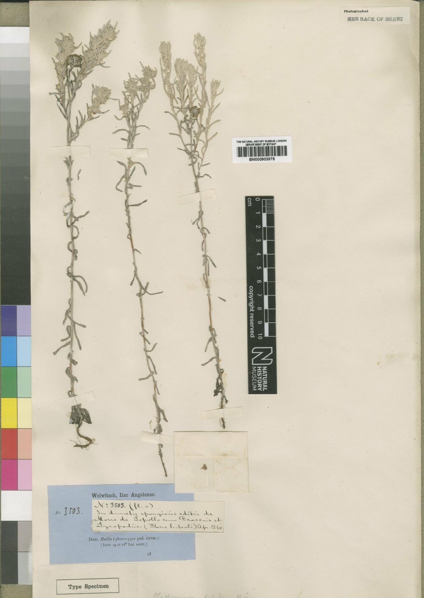 To NHMUK collection (Helichrysum helodes Hiern; Type; NHMUK:ecatalogue:4529024)
