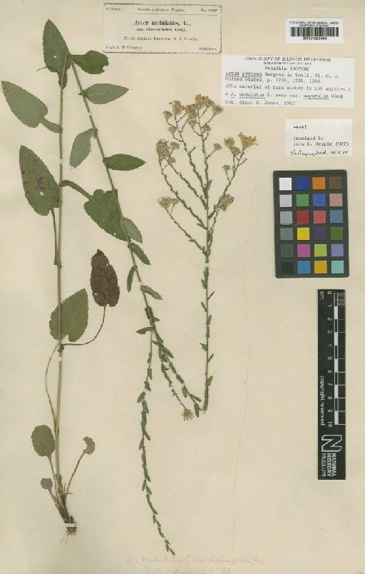 Aster undulatus L. - BM001025495