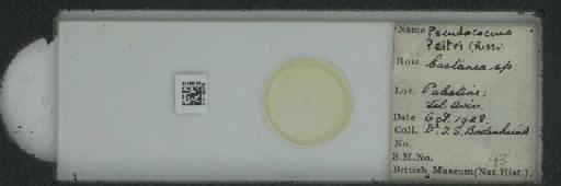Planococcus citri Risso, 1813 - 010139078_117334_1101300