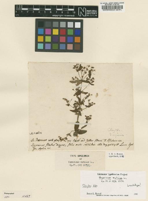 Hypericum mutilum L. - BM000042223