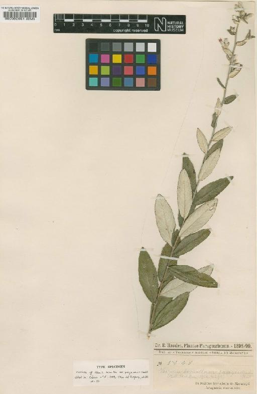 Vernonia hexantha var. paraguayensis Chodat - BM000092951