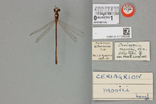 Ceriagrion moorei Longfield, 1952 - 011249556_dorsal
