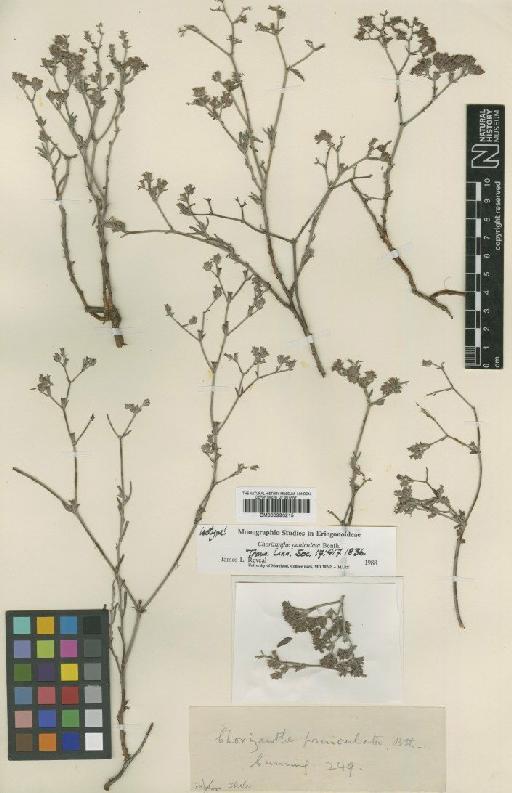 Chorizanthe paniculata Benth. - BM000993215