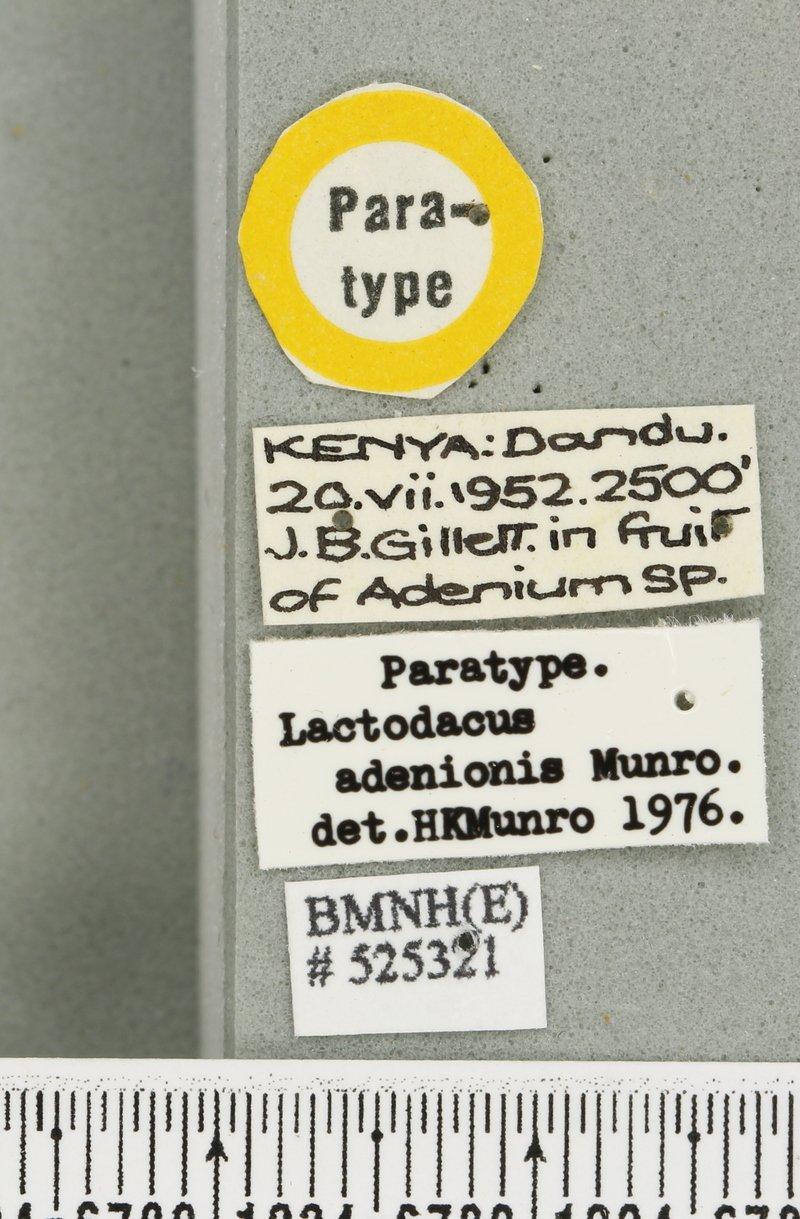 Dacus adenionis