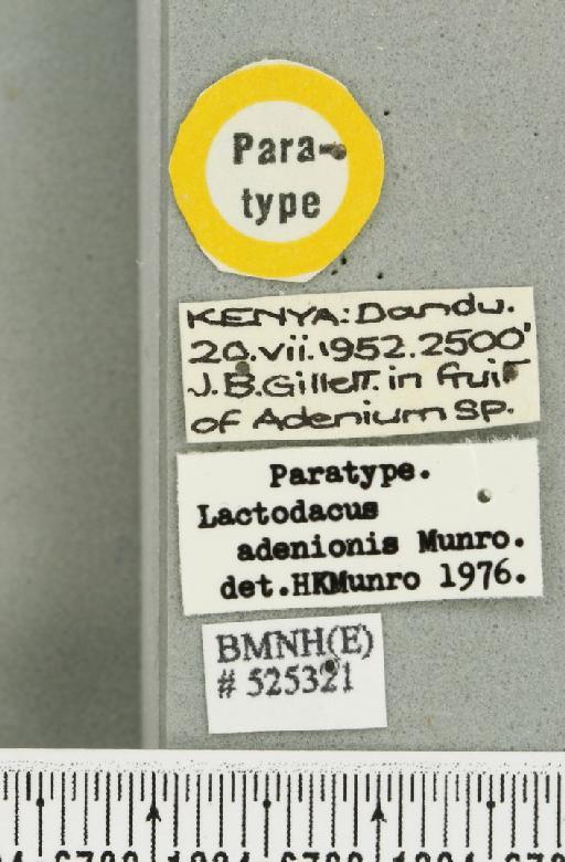 Dacus (Psilodacus) adenionis (Munro, 1984) - BMNHE_525321_label_38686