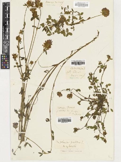 Trifolium pratense L. - BM001036700