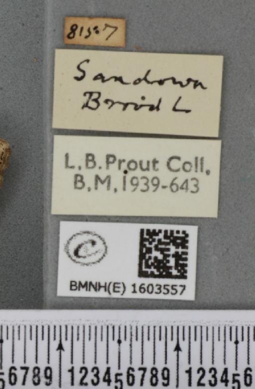 Xanthorhoe ferrugata ab. unidentaria Haworth, 1809 - BMNHE_1603557_label_310841