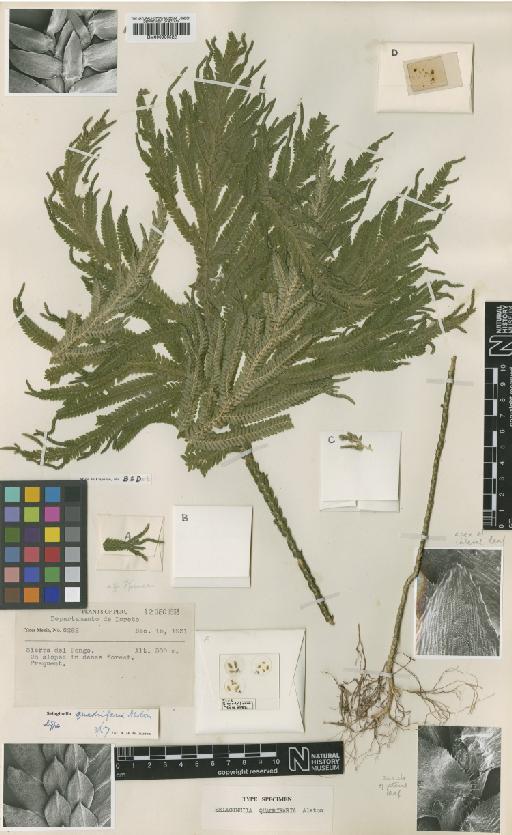 Selaginella quadrifaria Alston - BM000936522