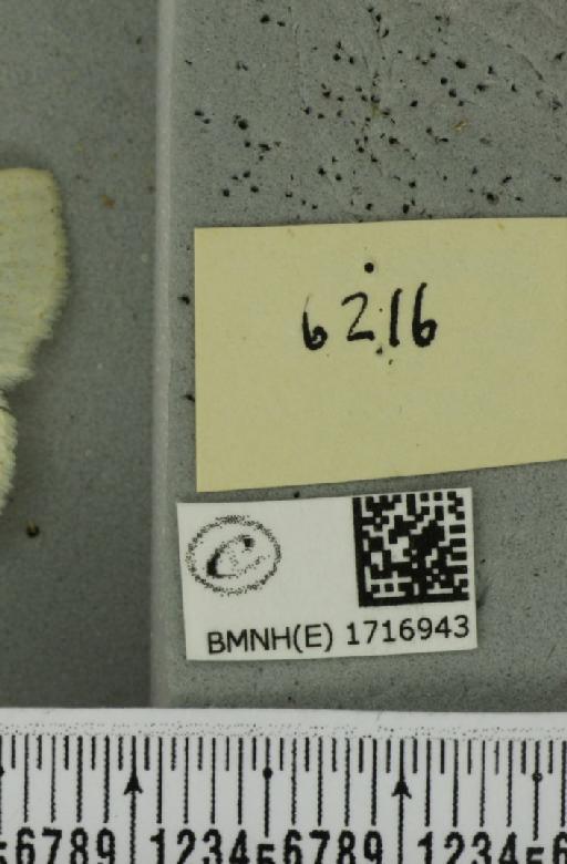 Scopula floslactata floslactata (Haworth, 1809) - BMNHE_1716943_a_label_271560