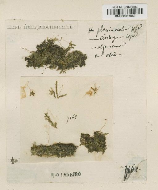 Hookeriopsis planiuscula (Hampe) A.Jaeger - BM000961949