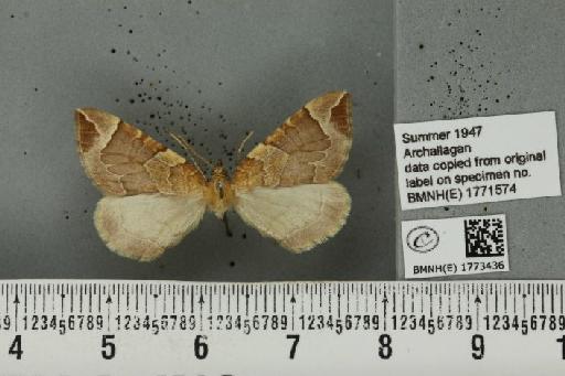 Eulithis testata (Linnaeus, 1761) - BMNHE_1773436_343597