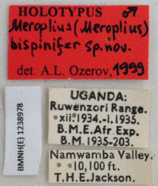 Meroplius (Meroplius) bispinifer Ozerov & Ozerov, 1999 - Meroplius_Meroplius_bispinifer-BMNHE1238978-holotype_male-labels