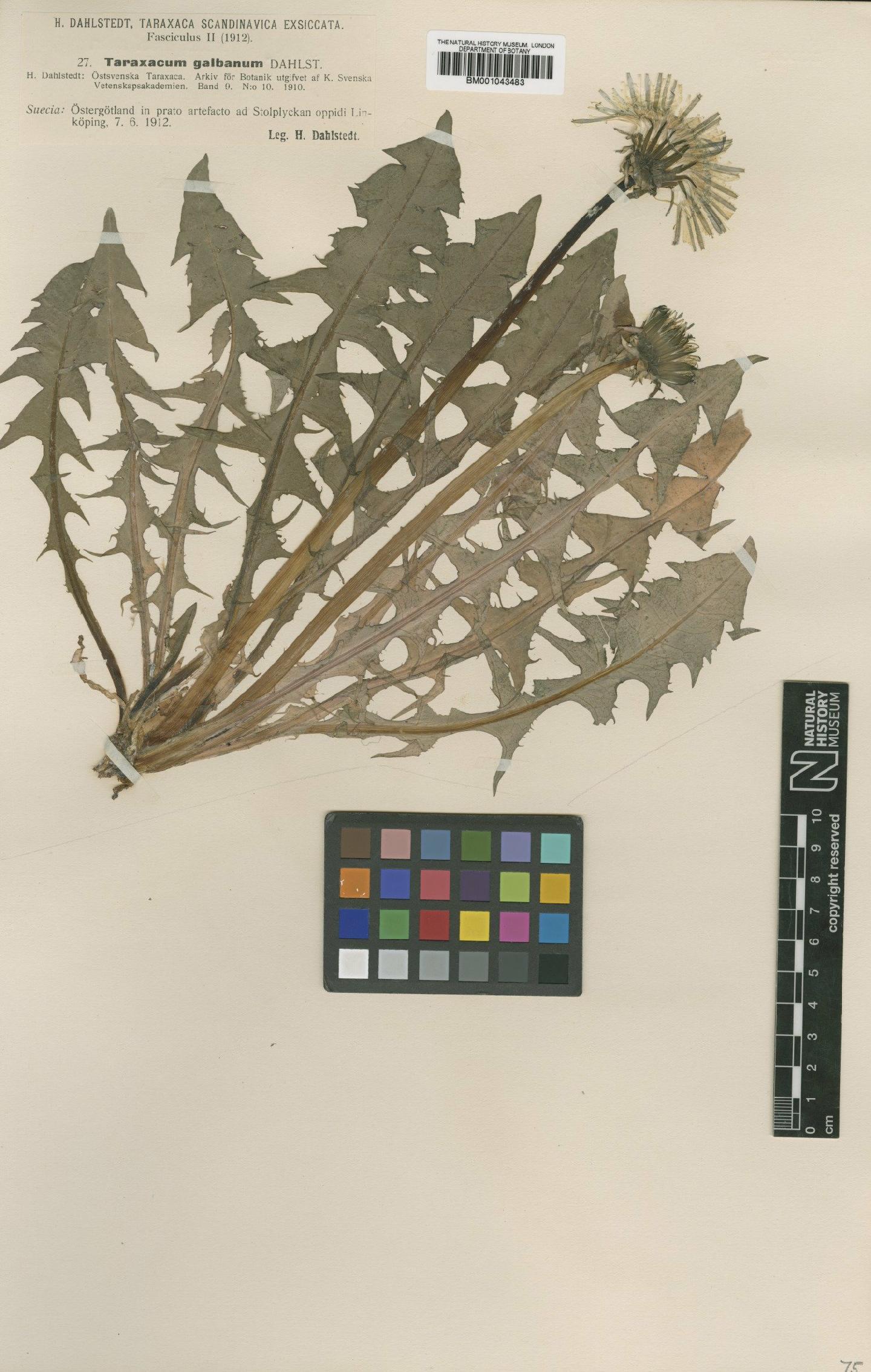 To NHMUK collection (Taraxacum galbanum Dahlst.; Type; NHMUK:ecatalogue:1998621)