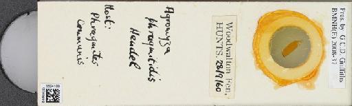 Agromyza phragmitidis Hendel, 1922 - BMNHE_1504109_59252