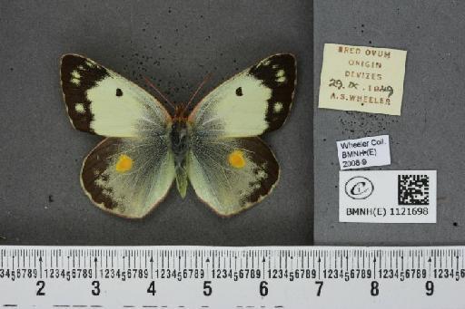 Colias croceus f. helice Hübner, 1779 - BMNHE_1121698_83061