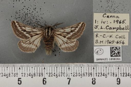 Lycia zonaria atlantica (Harrison, 1938) - BMNHE_1898361_491233