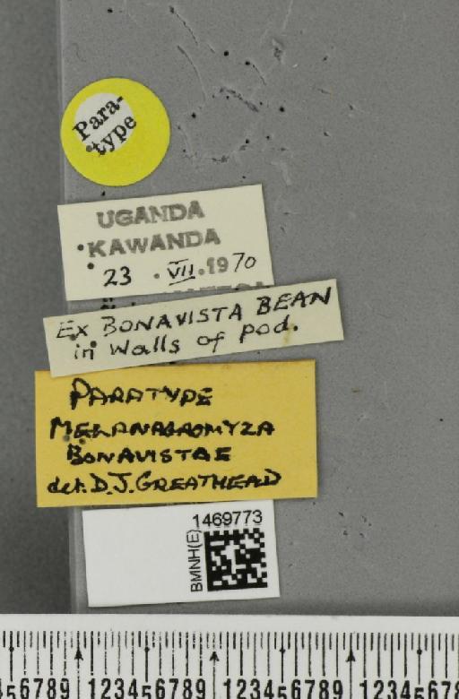 Melanagromyza bonavistae Greathead, 1971 - BMNHE_1469773_label_44935