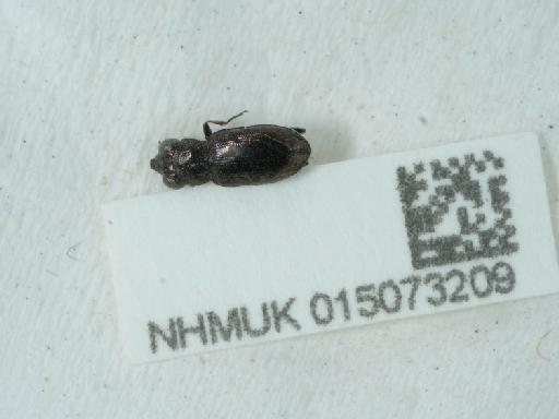 Notiophilus biguttatus (Fabricius, 1779) - 015073209_2