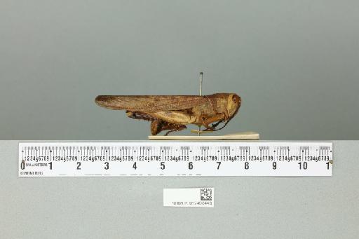 Valanga nigricornis melanocornis (Serville, 1838) - 012498448_reverse