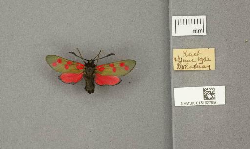 Zygaena (Zygaena) filipendulae stephensi Dupont, 1900 - 015192789_775459_1085133
