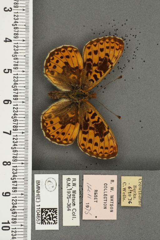 Boloria euphrosyne ab. pittionii Nitsche, 1926 - BMNHE_1104657_16191