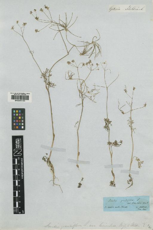 Scandix australis subsp. grandiflora Thell. - BM000751944