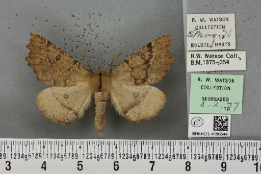 Odontopera bidentata (Clerck, 1759) - BMNHE_1890644_452737