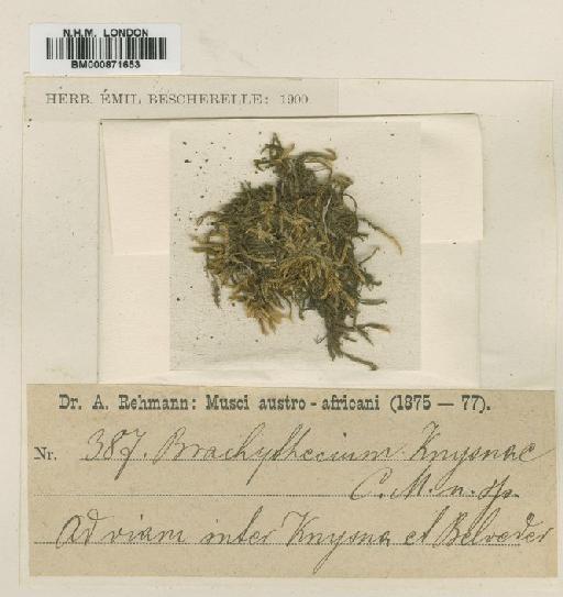 Brachythecium implicatum (Müll.Hal.) A.Jaeger - BM000871653