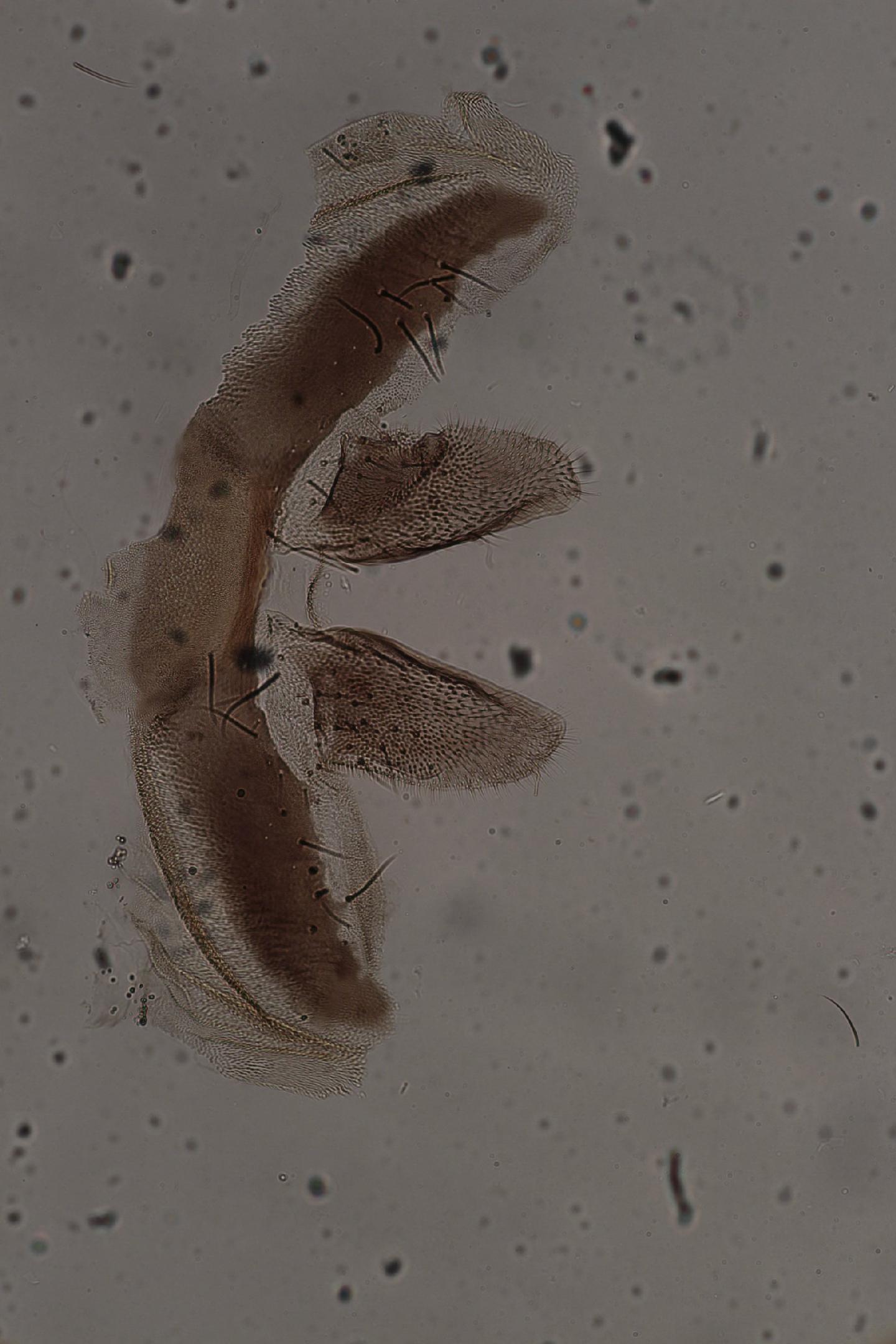 Simulium virgatum