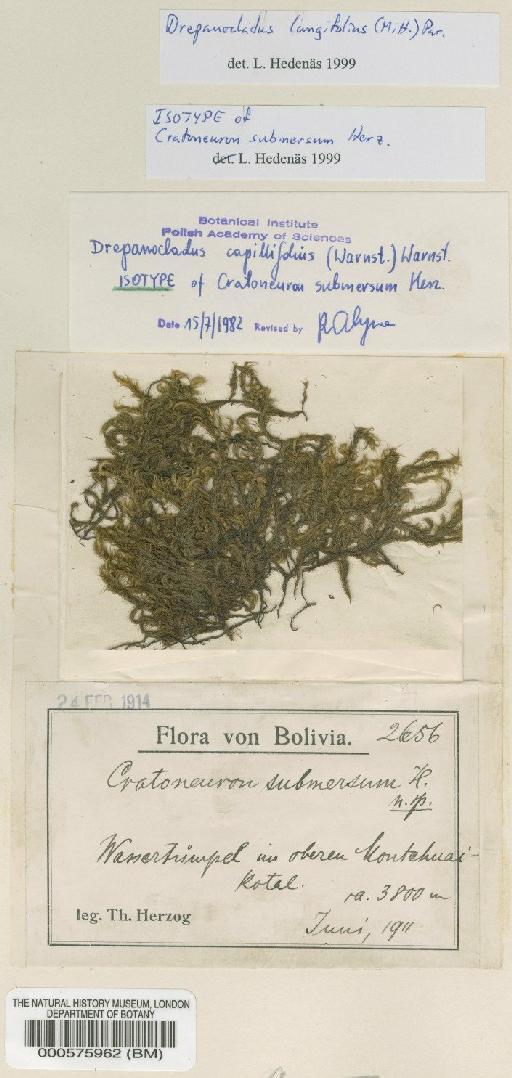Drepanocladus longifolius (Mitt.) Broth. ex Paris - BM000575962
