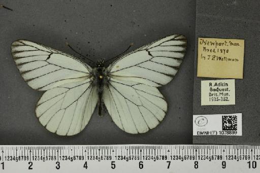 Aporia crataegi (Linnaeus, 1758) - BMNHE_1078899_69922