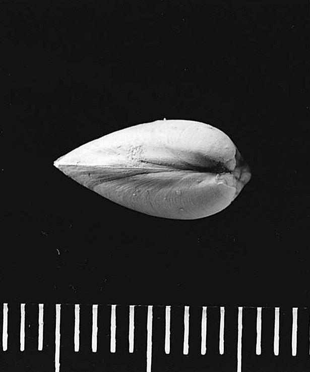To NHMUK collection (Leionucula albensis (d'Orbigny 1844); Non-Type; NHMUK:ecatalogue:6328638)