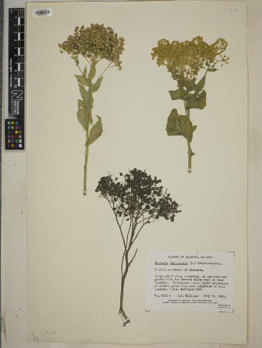 Cardaria chalepense (L.) Handel-Mazzetti - BM010775065