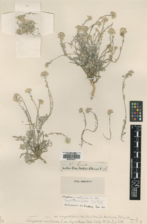 Alyssum montanum L. - BM000750107