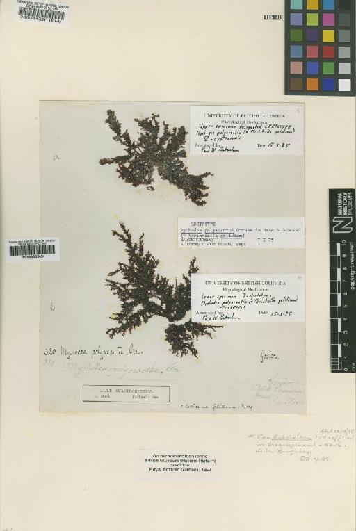 Meristiella gelidium (J.Agardh) D.P.Cheney & P.W.Gabrielson - BM000044020