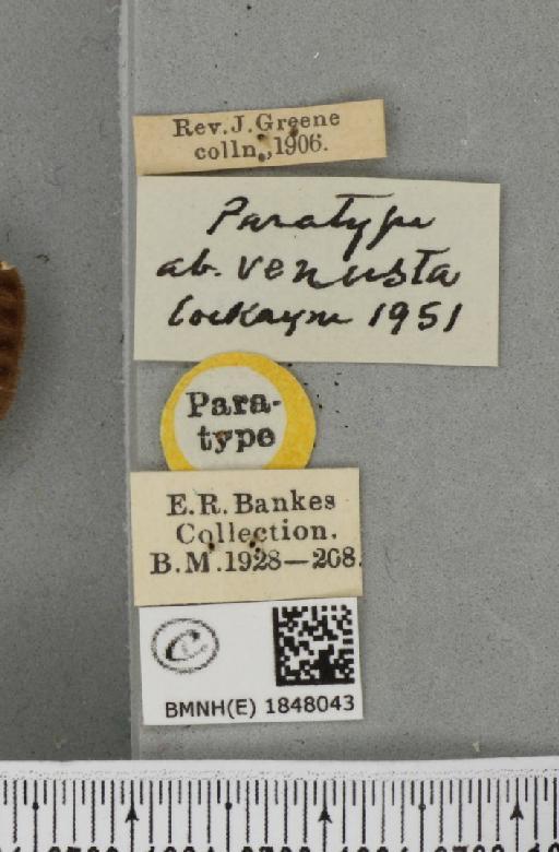 Abraxas grossulariata ab. venusta Cockayne, 1951 - BMNHE_1848043_label_418477