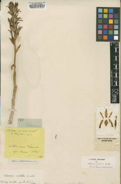 Chloraea cristata Lindl. - BM000095735