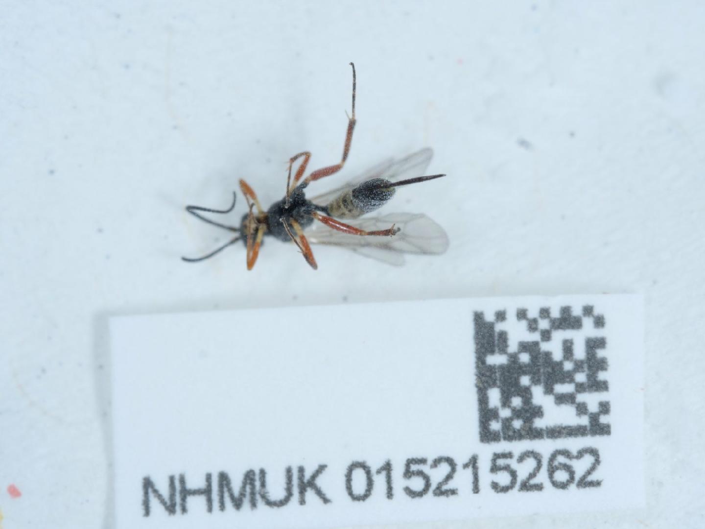 Diadegma chrysostictos thumbnail
