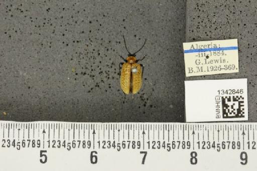 Lilioceris (Lilioceris) lilii stercoraria (Linnaeus, 1767) - BMNHE_1342846_13083