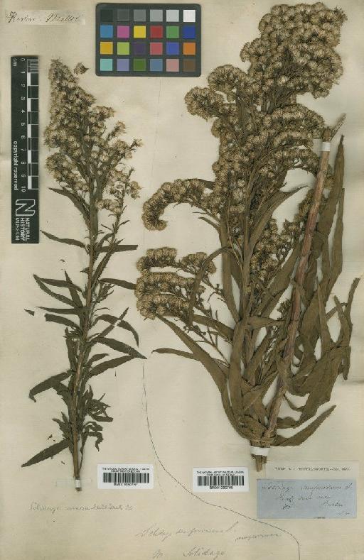 Solidago mexicana L. - BM001050768