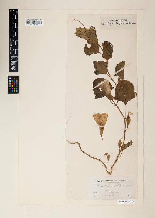 Calystegia atriplicifolia Hallier f. - 001024972