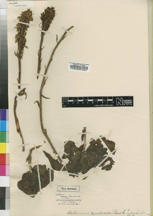 Habenaria stylites subsp. stylites Rchb.f. - BM000033948