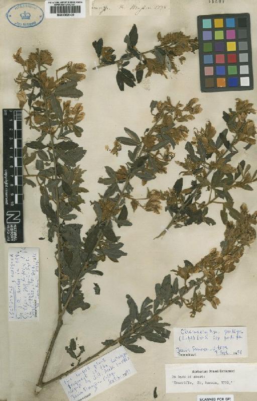 Cytisus proliferum L.f. - BM000829420