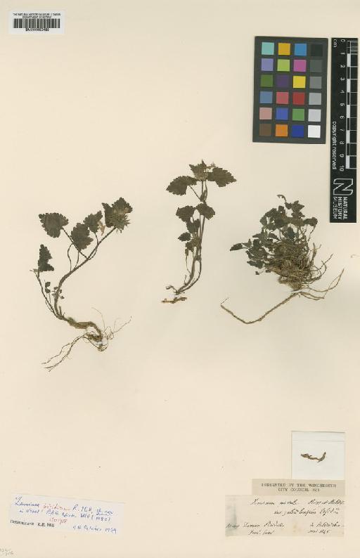 Lamium pisidicum R.R.Mill - BM000950485