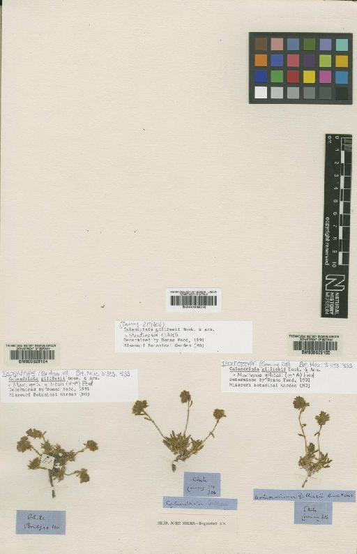 Montiopsis gilliesii (Hook. & Arn.) Ford - BM000939018