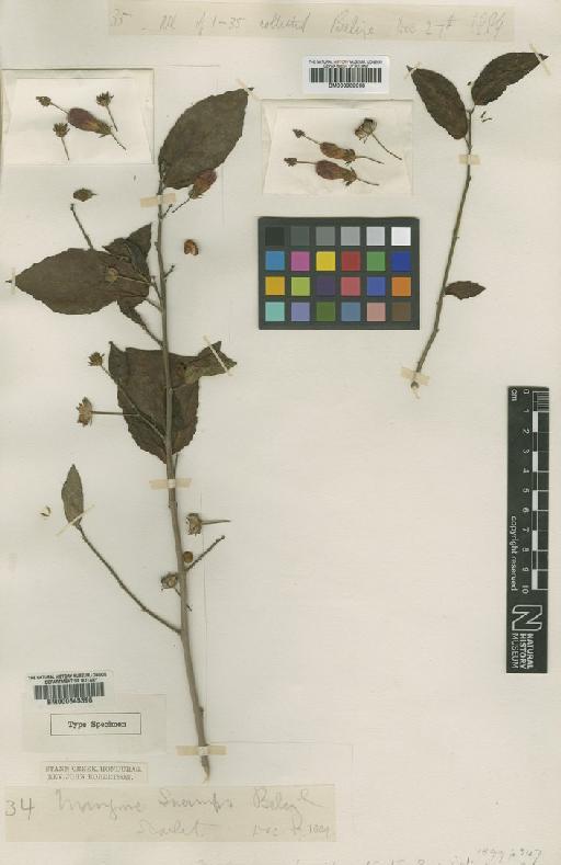 Malvaviscus arboreus var. mexicanus Schltdl. - BM000939068