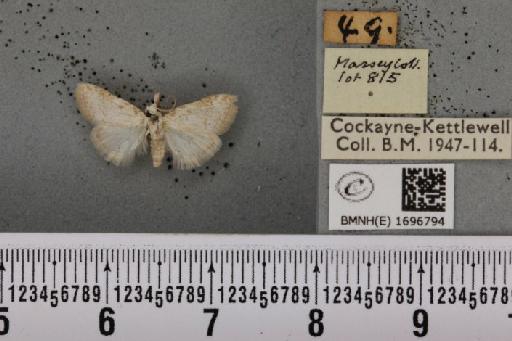 Nola aerugula ab. atomosa Bremer, 1861 - BMNHE_1696794_293116