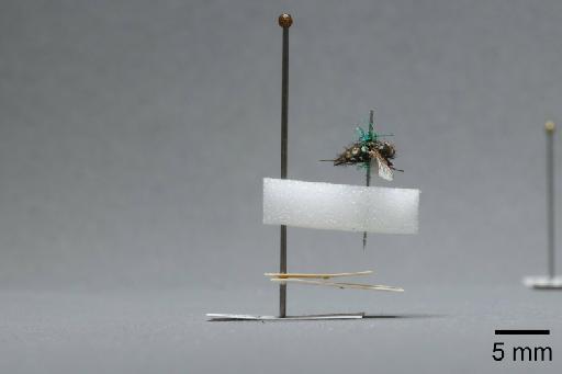 Sarcophaga (Myorhina) nigriventris Meigen, 1826 - 015092320_lateral
