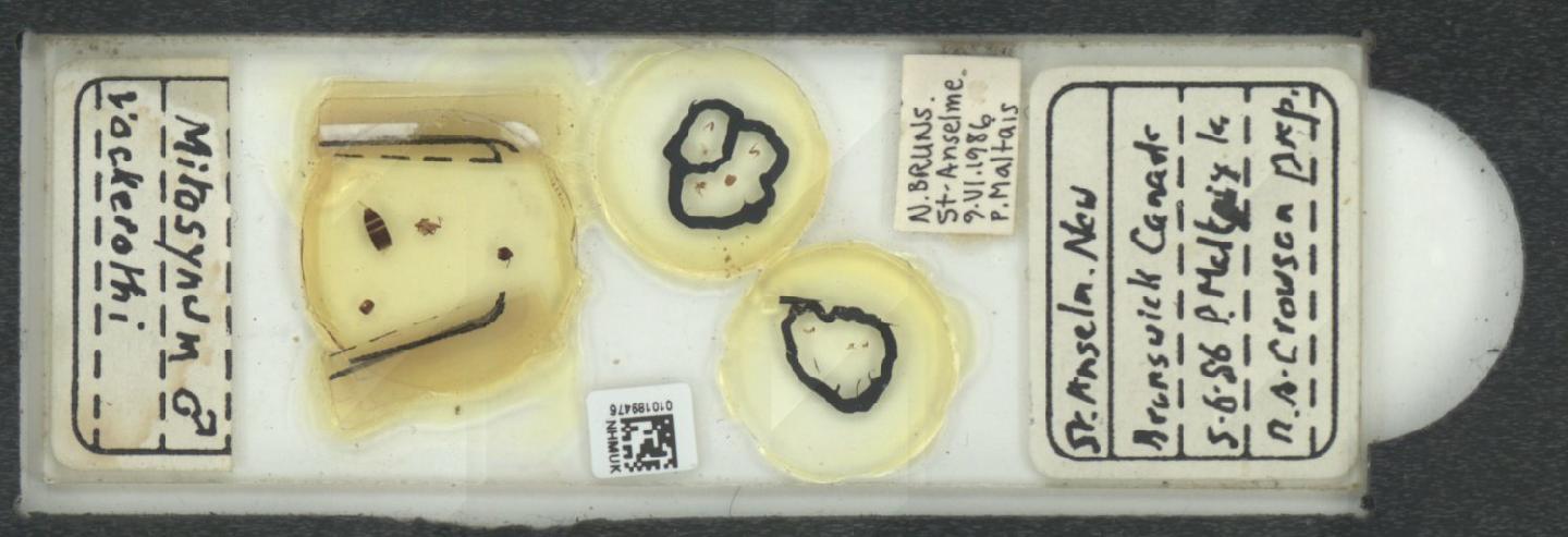 Mitosynum vockerothi