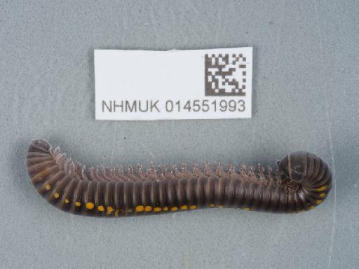 Cylindroiulus londinensis (Leach) - 014551993_2